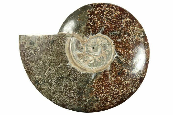 Polished Fossil Ammonite (Cleoniceras) - Madagascar #233760